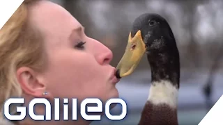 Daniel the Duck: Wie helfen Therapie-Enten? | Galileo | ProSieben