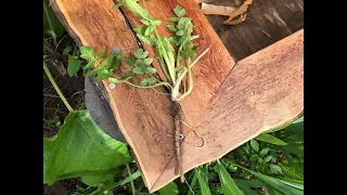 Identifying Wild Parsnip, Pastinaca sativa