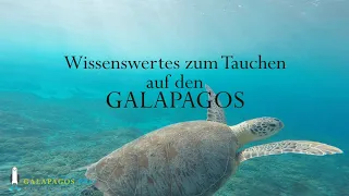 Wissenswertes zum Tauchen auf den Galapagos