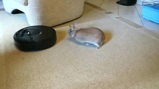 Robot vacuum vs rabbit