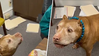 Woman takes rescue dog to work. Predictably, he starts yelling at the boss.