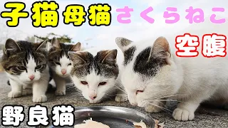 子猫 母猫 さくらねこ 野良猫いろんな猫たちにご飯をあげたら幸せそうに食べた