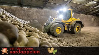 Sorting and washing potatoes of harvest 2019