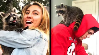 This Couple Is Raising a Baby Raccoon Like a Dog