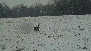 Закрытие охоты на зайца 2019