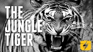 Learning Like a Jungle Tiger - Train Ugly