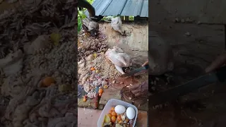 Longest living chicken without head