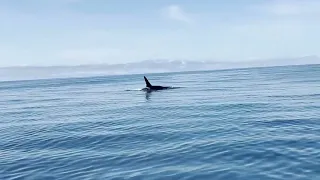 Orcas - Farallon Islands - San Francisco