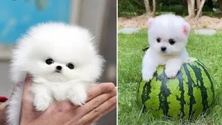 funny and cute dog Pomeranian 🐶 😍|funny puppy video #124