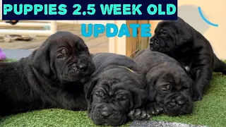 Raising litter of Cane Corso puppies, 2.5 week update, best tips  #canecorso #dogtraining #dog