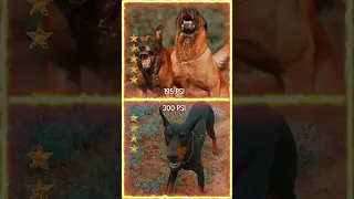 Malinois VS Doberman