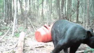 Big Maine Black Bear Boar part 2