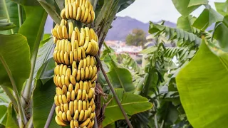 Удивительные банановые плантации. Производство бананов!!