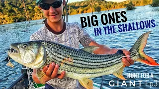 Big Tigers in SHALLOW water! Hunt for a Giant Tiger Fish episode 3