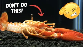 5 Mistakes that will KILL your crayfish