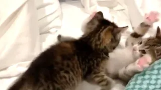 Two rescued kittens are loud meowing and sassy