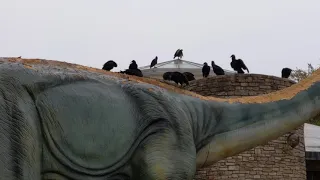 3/30/2021 San Antonio Zoo - Black American Condors eating a dinosaur display