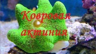 Ковровая актиния.