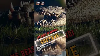 Крокодил-людоед – самые опасные рептилии планеты