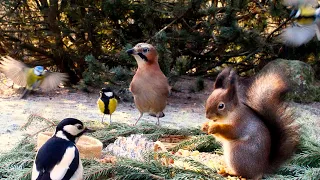 Nature Window: Hang out with Birds and Red Squirrels: 10 hours Cat & Dog Tv