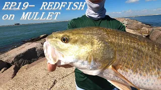 Seasons, EP19- Catching REDFISH off the JETTY on MULLET {FISHING PORT ARANSAS, TEXAS}