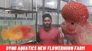 dyno aquatics | flowerhorn farm