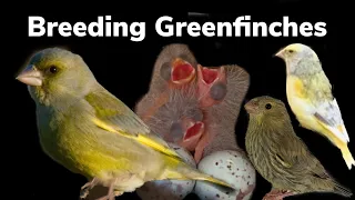 Breeding Greenfinches and their Mutations - a full guide (1)