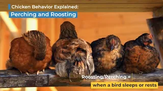 Chicken Behavior Explained: Perching and Roosting