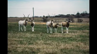 Nearly extinct in the wild, these 3 species are thriving in Texas. | Exotic Wildlife Association