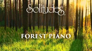 Dan Gibson’s Solitudes - A Path to Solitude | Forest Piano