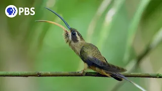 Long-Billed Hermit’s Mating Dance