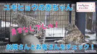 ユキヒョウの赤ちゃん、休憩中のママに代わってお隣とお客さんの見張り@旭山動物園