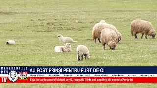 AU FOST PRINȘI PENTRU FURT DE OI