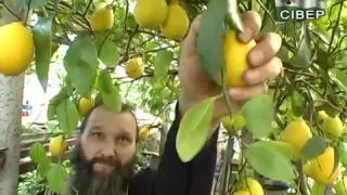 ДАЧНИЙ СЕЗОН - Про вирощування лимонів