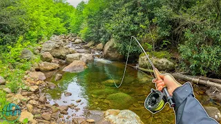 Fly Fishing for 1 Hour: How Many Fish Could YOU Catch? (Trout Fishing)