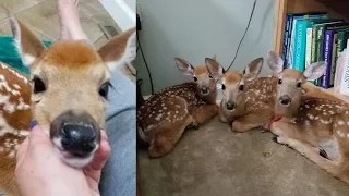 Woman doesn’t close backdoor as storm nears, is stunned when she finds 3 baby deer inside