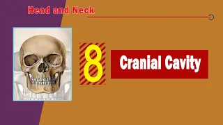 08. Cranial cavity Dural folds and venous dural sinuses