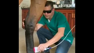 Acupuntura a laser em cavalo