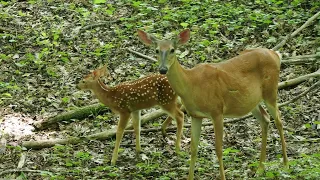 Doe & Fawns