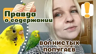 20 вещей которые надо знать о волнистом попугае, прежде чем его завести.