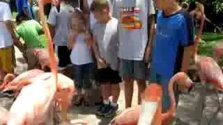 Feeding Flamingos