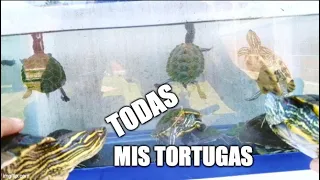 todas mis tortugas