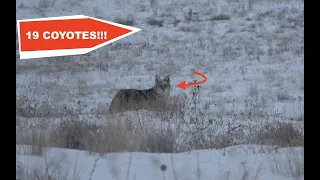 Coyote Hunting Killing frenzy