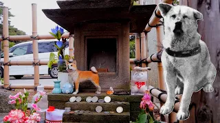 Where is HACHIKO buried? | Grave of Hachiko at the Aoyama Cemetery in Tokyo and Hachiko dog story