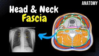 Fascia of the Head and Neck (Groups, Attachment Points, Arrangement)