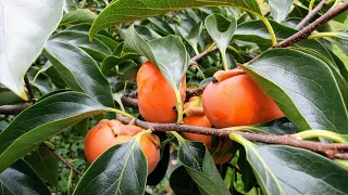 Why you Should Grow a Persimmon Tree & Which one to Choose