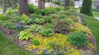 My neighbor Julie's perennial garden in early June ~ peaceful Garden tour // zone 4 Minnesota 🍀🌺