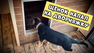 ДВА ЩЕНКА ВЕРНУЛИСЬ ДОМОЙ