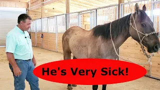 He's very sick. Your horse can get this. Very serious.