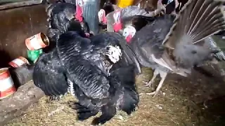 Multiple Turkeys Trying To Mate One Hen!